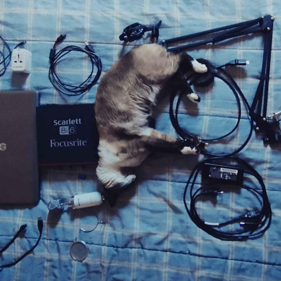 My Cat