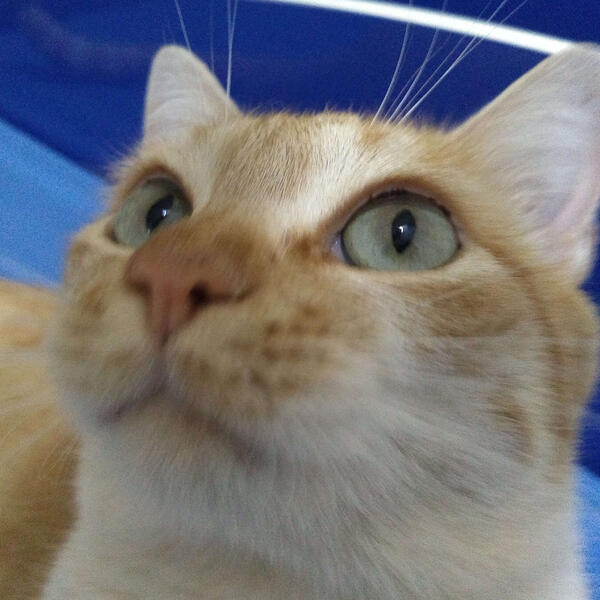 Pets :3